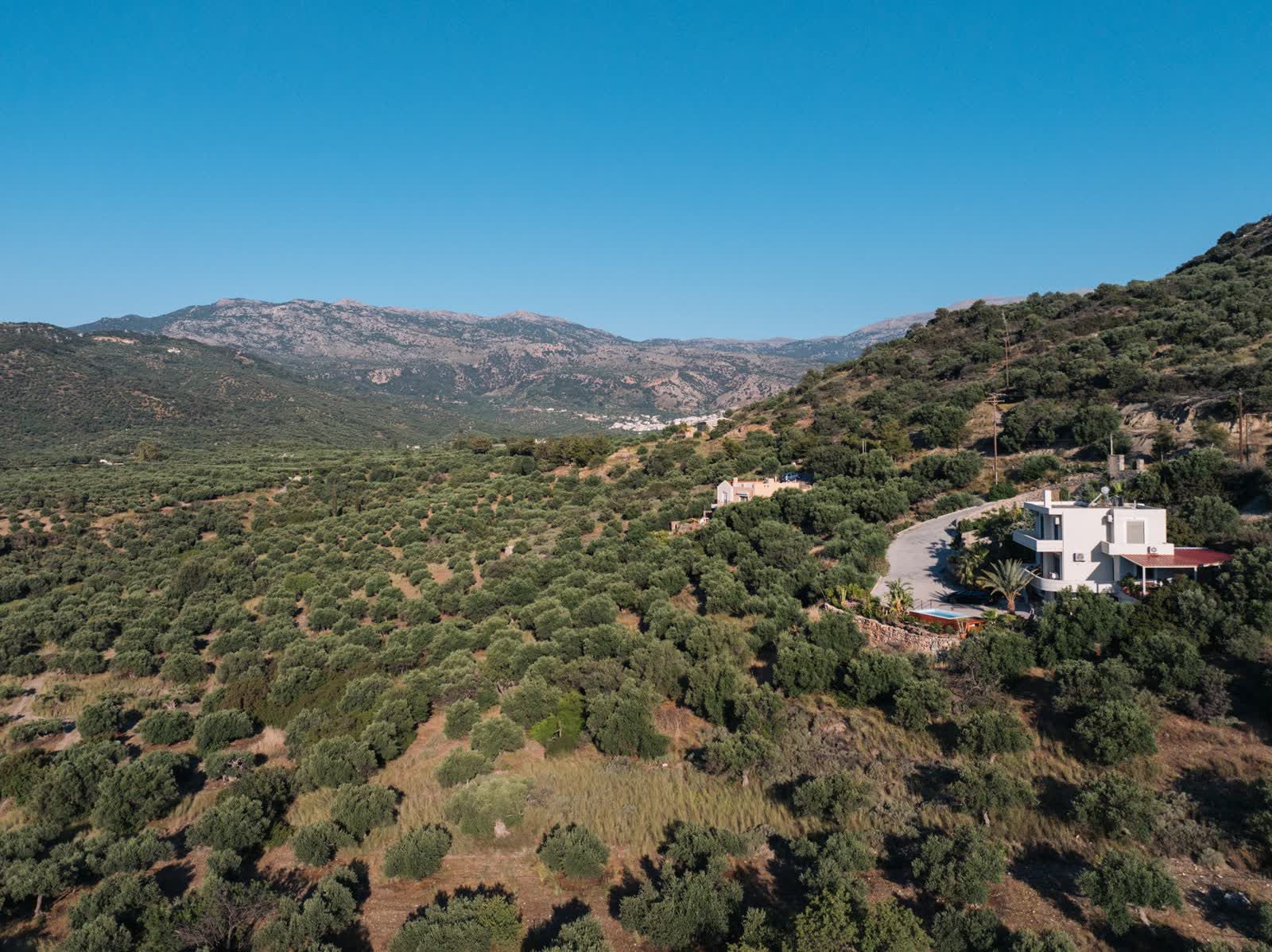 Olive groves rolling toward the mountains, the house at the edge of the frame