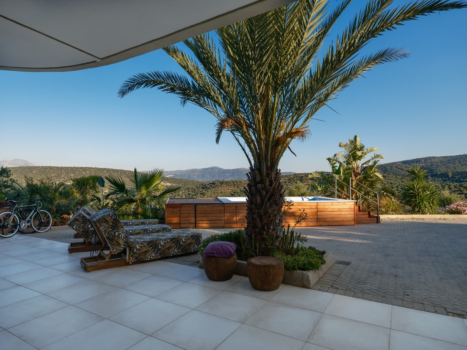 The terrace lounge under the tall palm, loungers by the pool